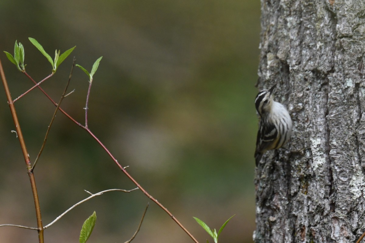 Black-and-white Warbler - Joseph Sefter