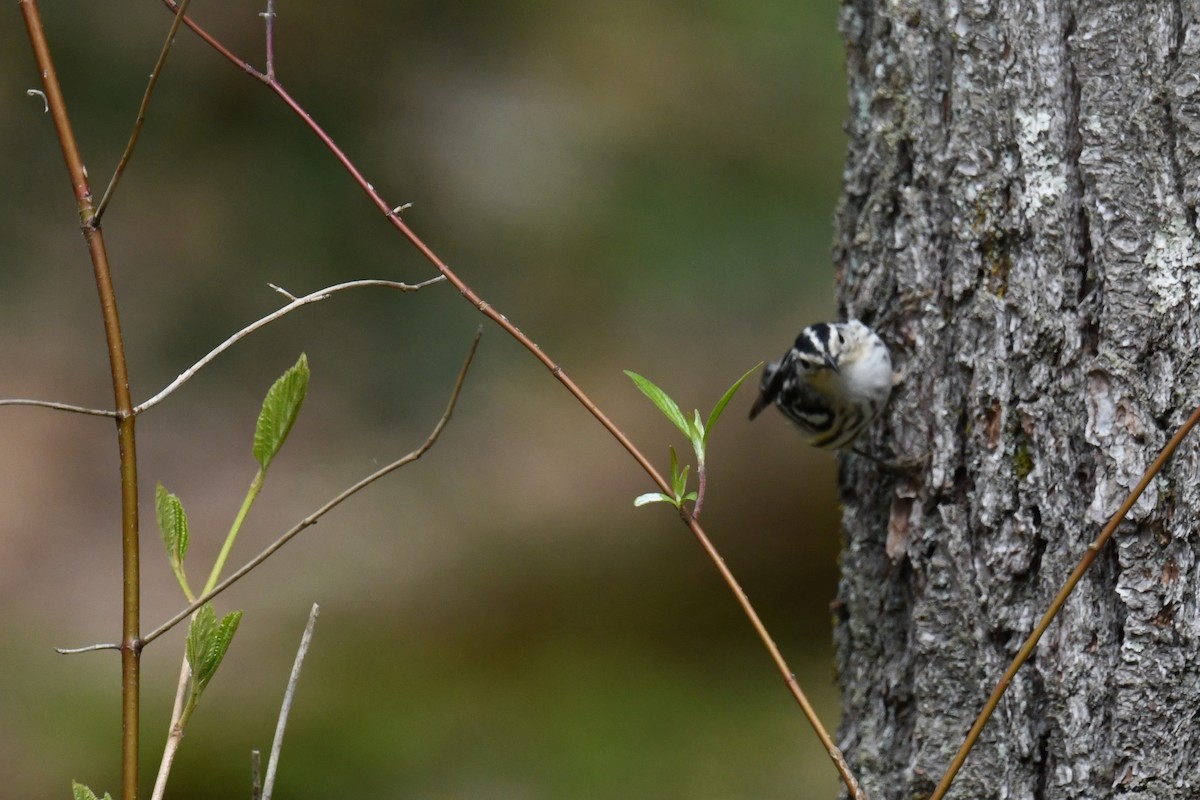 Black-and-white Warbler - ML618724261