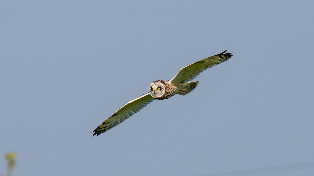 Short-eared Owl - Peter Kennerley