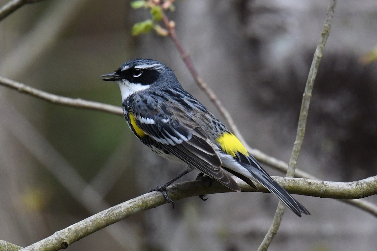 Yellow-rumped Warbler - ML618724291