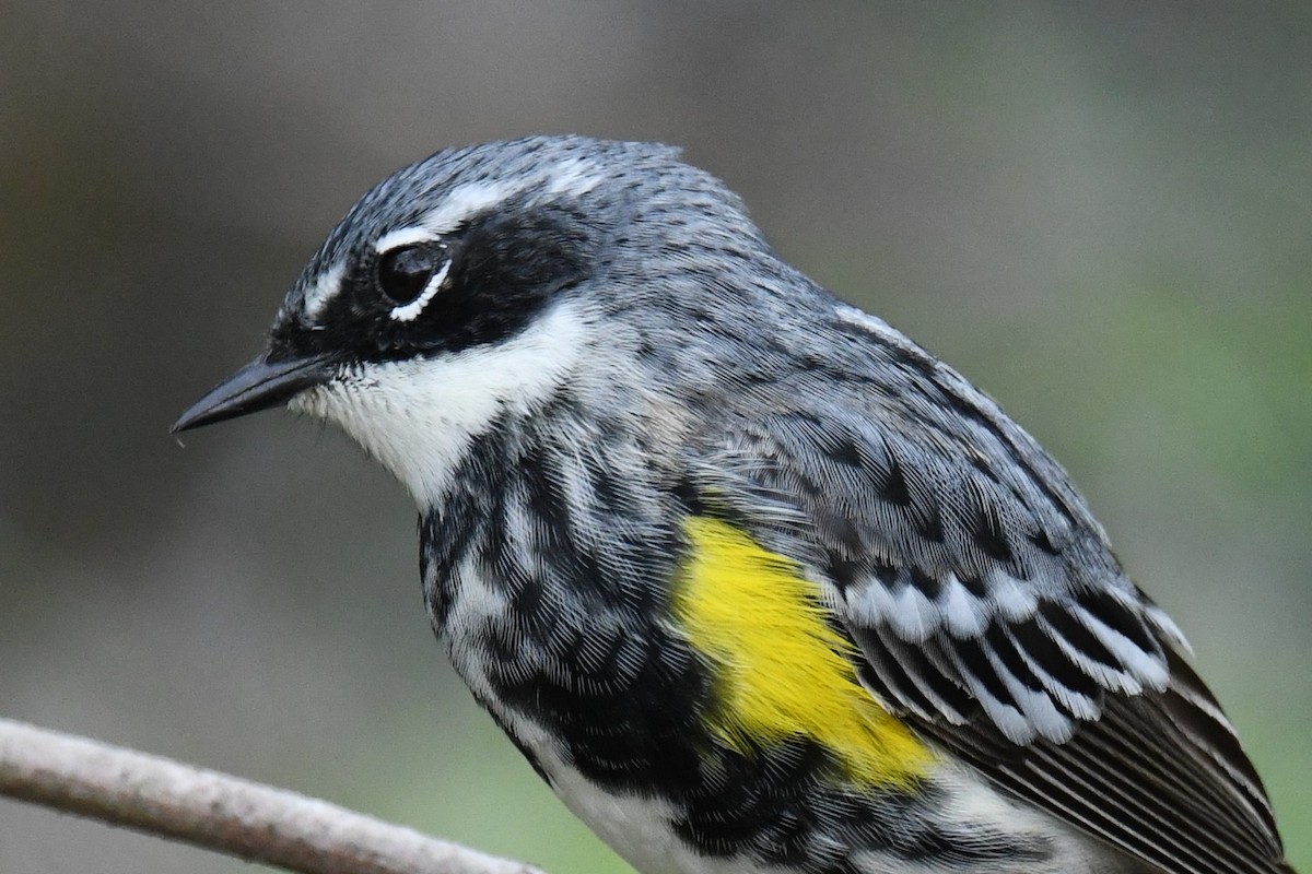 Yellow-rumped Warbler - ML618724292