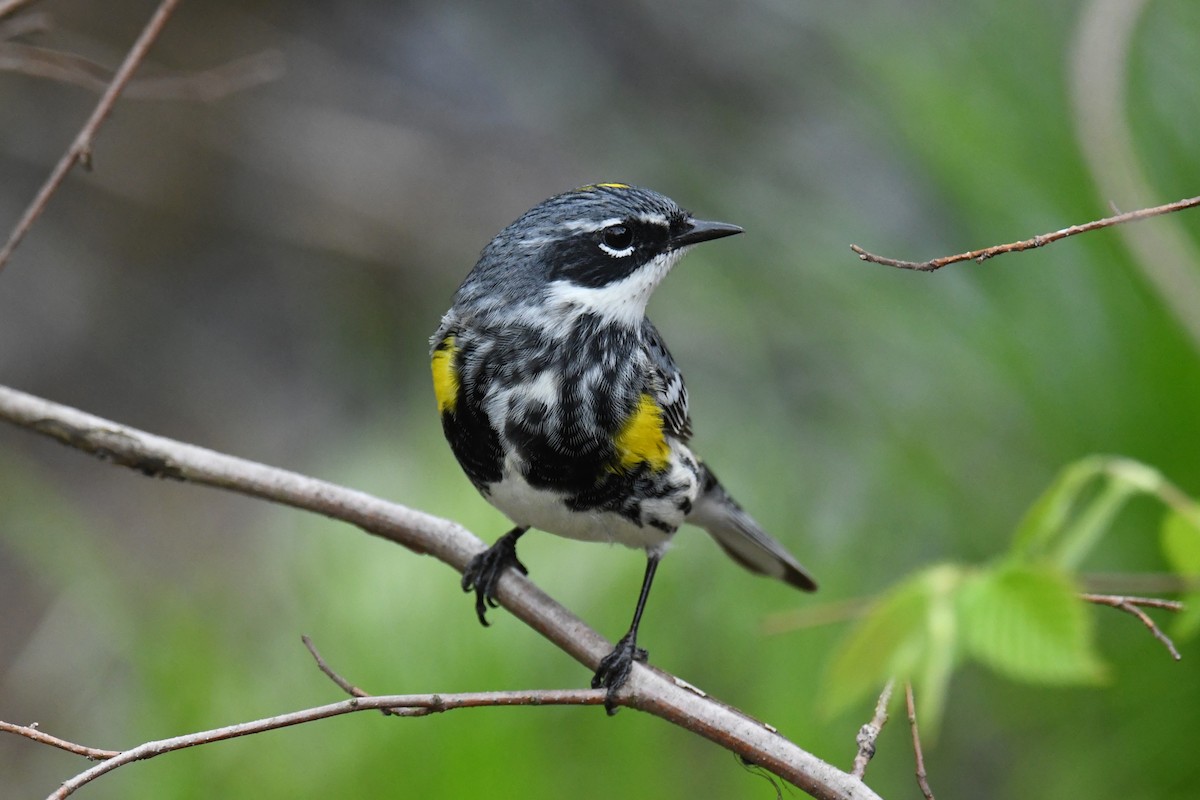 Yellow-rumped Warbler - ML618724293