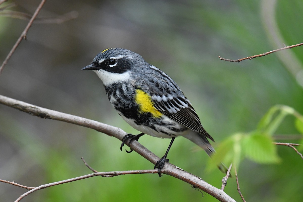 Yellow-rumped Warbler - ML618724294