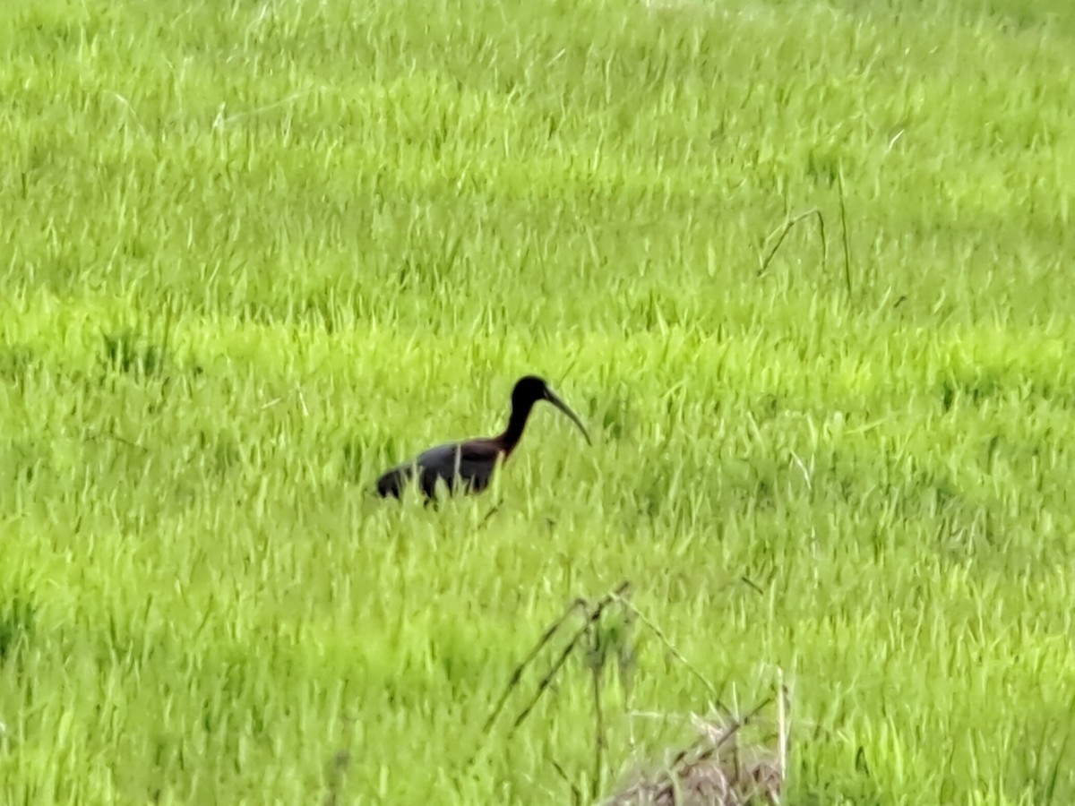 Glossy Ibis - ML618724297