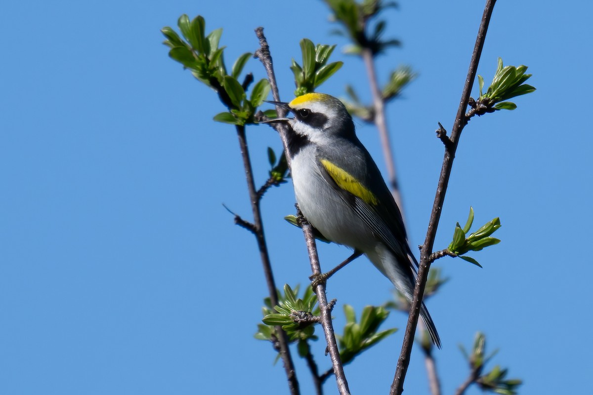 Golden-winged Warbler - Rob  Henderson