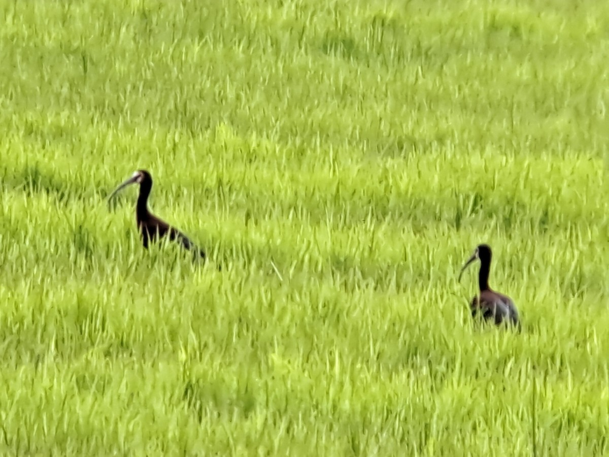 White-faced Ibis - ML618724311