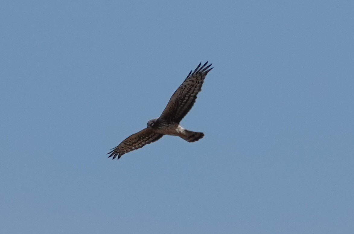 Northern Harrier - Patricia Sowinski