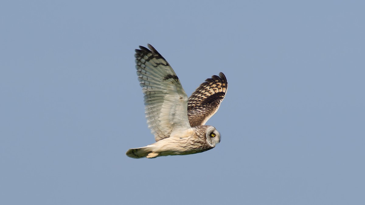 Short-eared Owl - Peter Kennerley