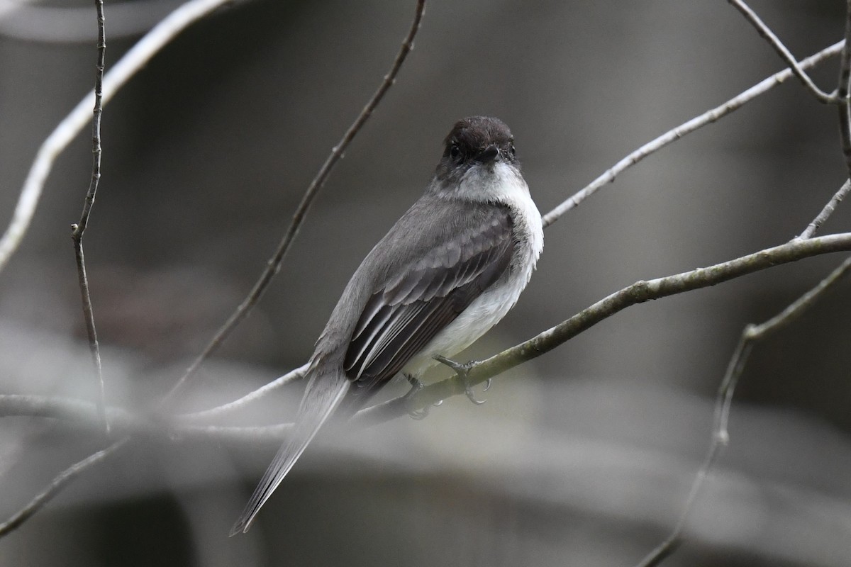 Eastern Phoebe - ML618724356