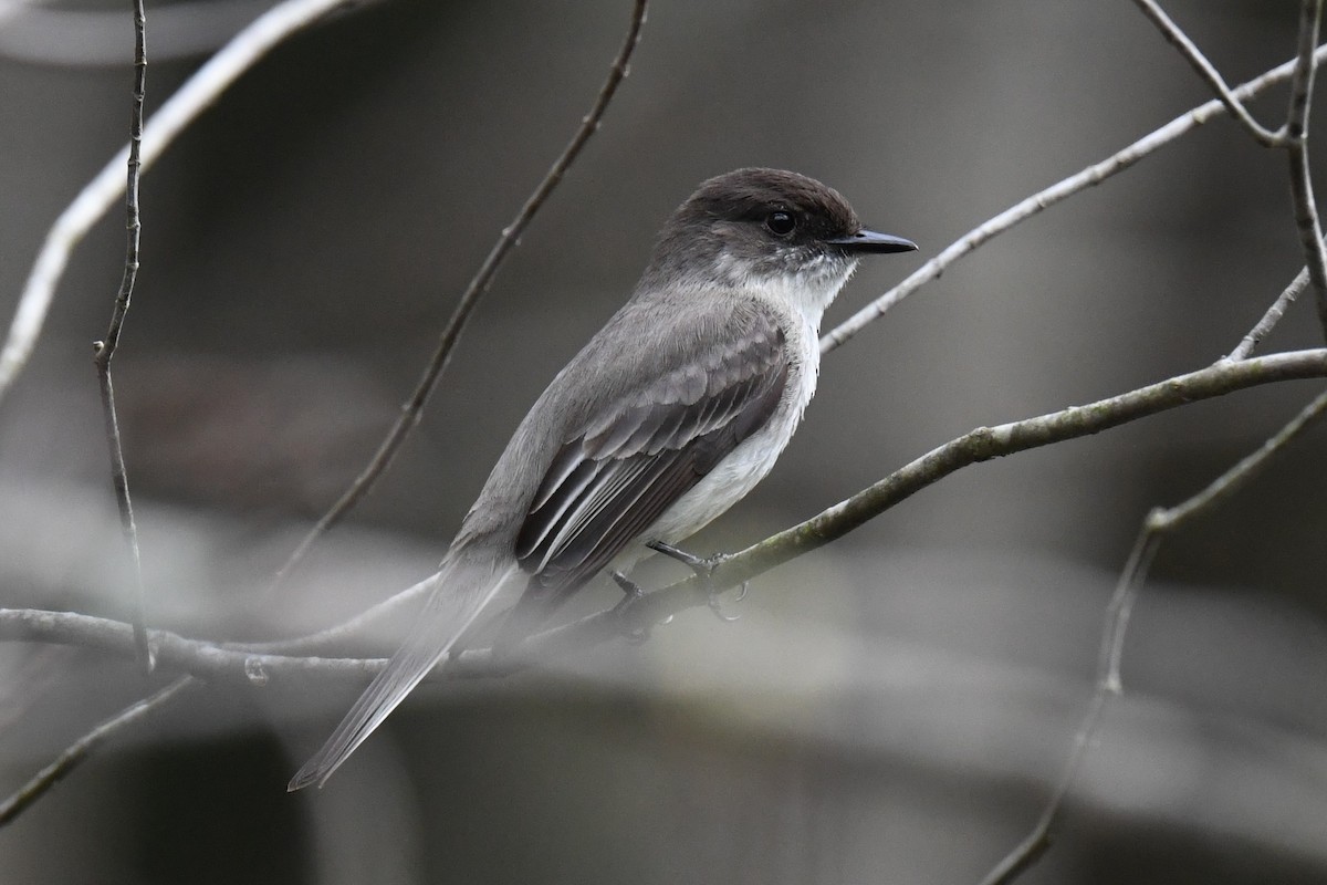 Eastern Phoebe - ML618724357