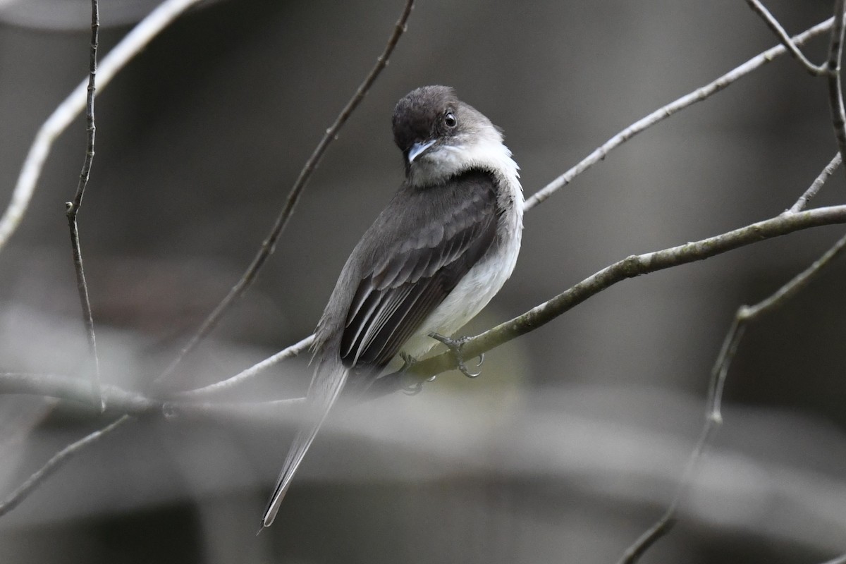 Eastern Phoebe - ML618724358