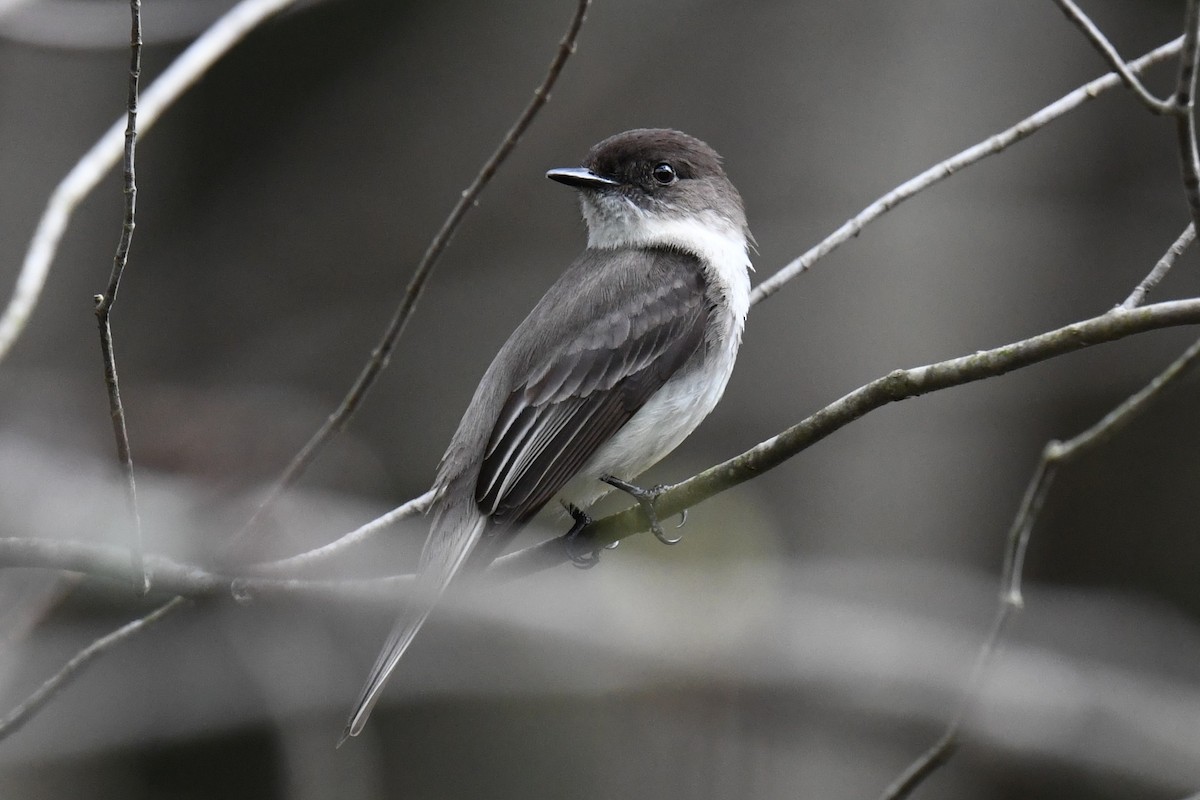 Eastern Phoebe - ML618724359