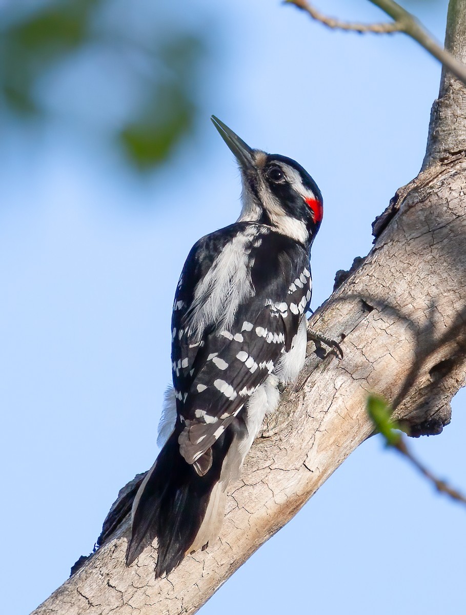 Hairy Woodpecker - Pamela  Bevelhymer