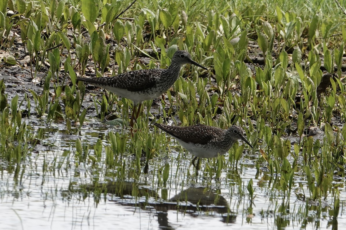 Lesser Yellowlegs - B P