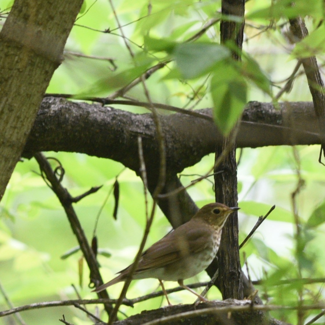 Swainson's Thrush - ML618724401