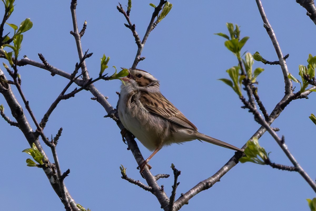 Clay-colored Sparrow - ML618724408