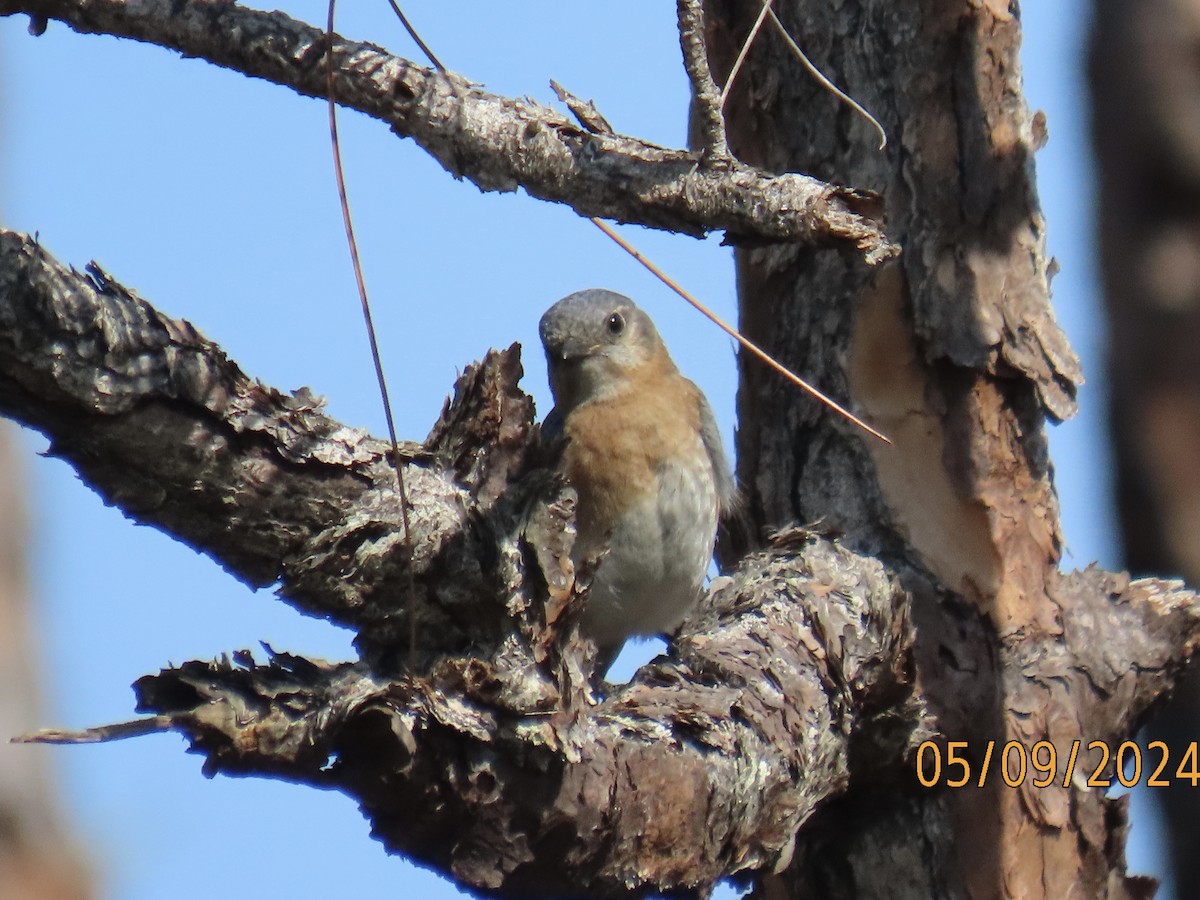 Eastern Bluebird - ML618724422