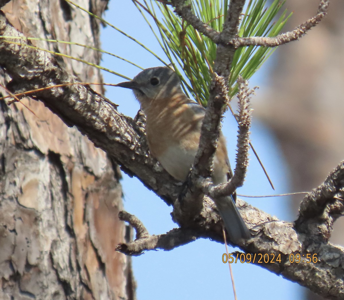 Eastern Bluebird - ML618724423