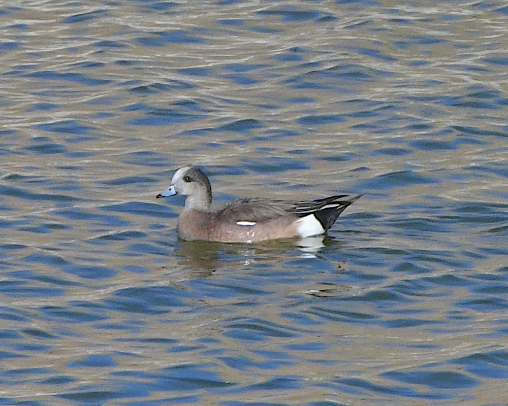 American Wigeon - Ted Wolff