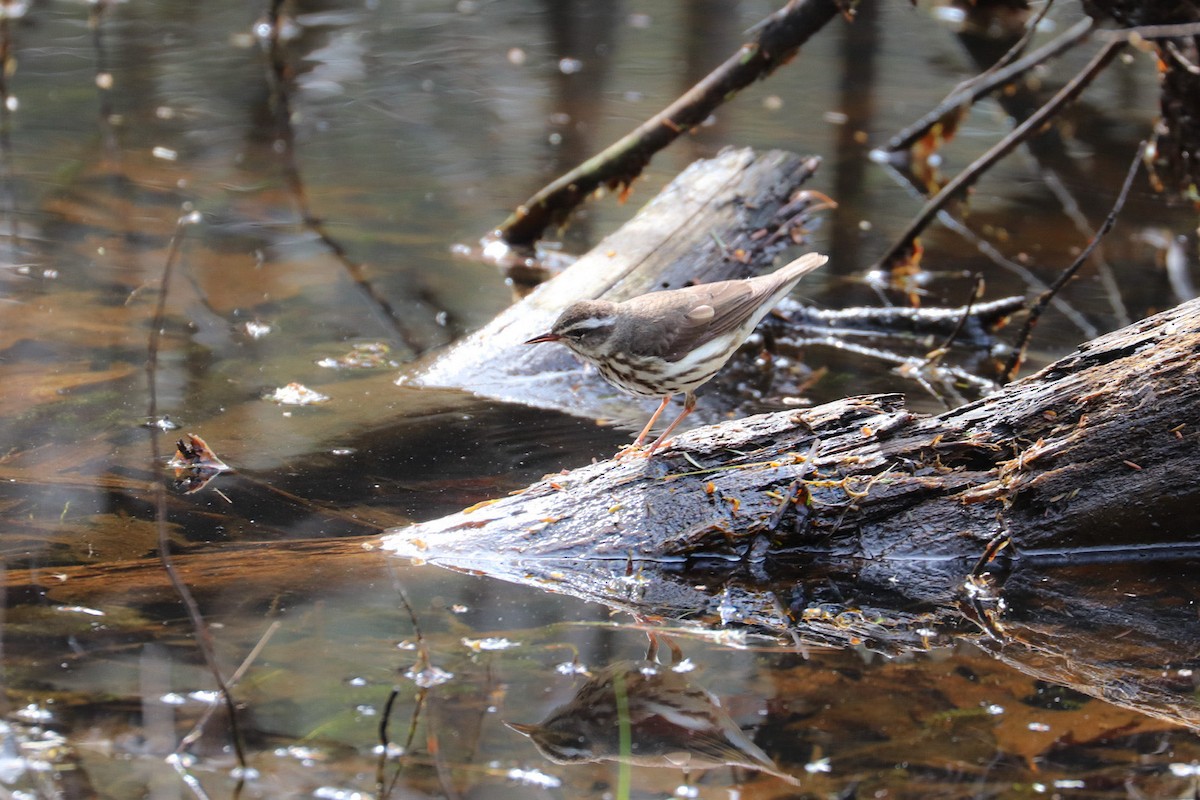 Louisiana Waterthrush - ML618724450