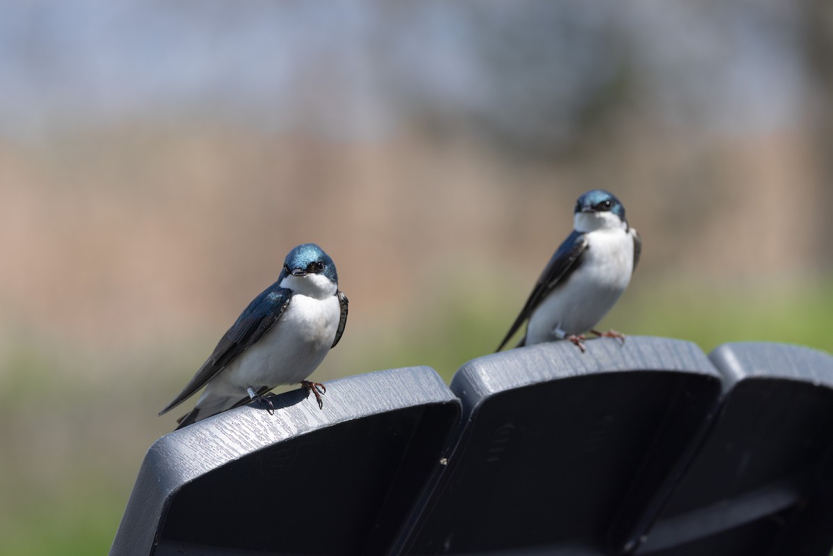 Tree Swallow - ML618724527