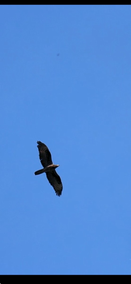 European Honey-buzzard - ML618724532