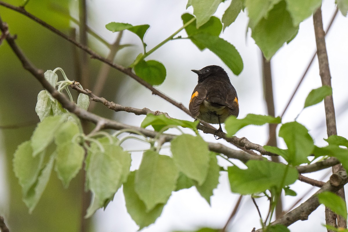 American Redstart - Beth Finney