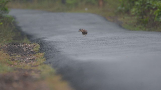 White-eyed Buzzard - ML618724538