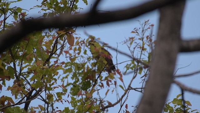 White-eyed Buzzard - ML618724543