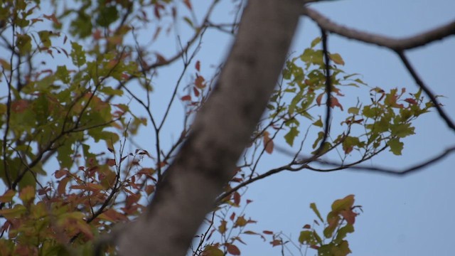 White-eyed Buzzard - ML618724563