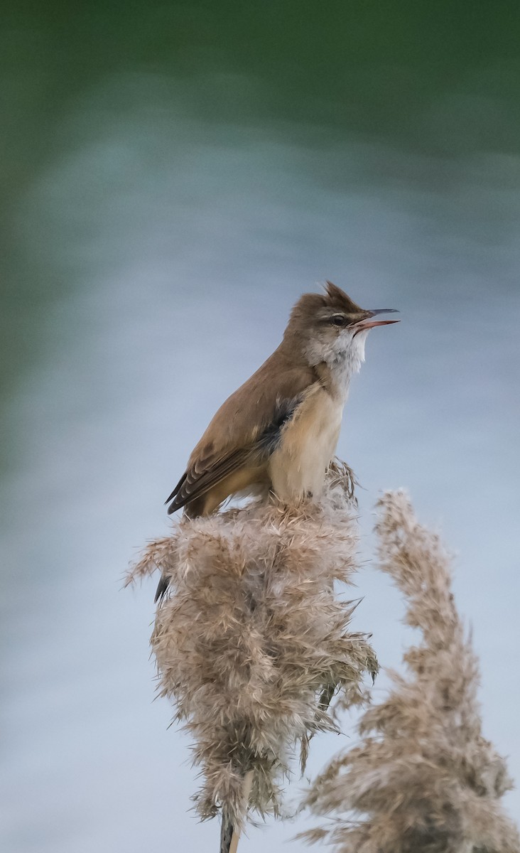 Great Reed Warbler - Emil Birsan