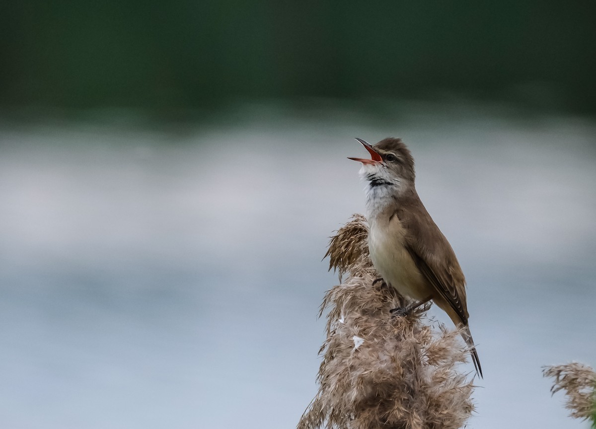 Great Reed Warbler - ML618724571