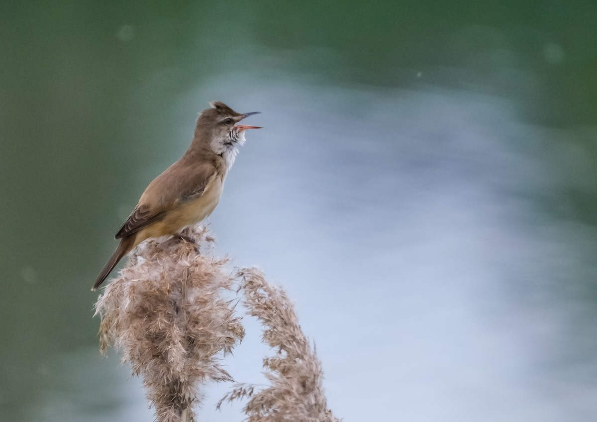 Great Reed Warbler - ML618724572