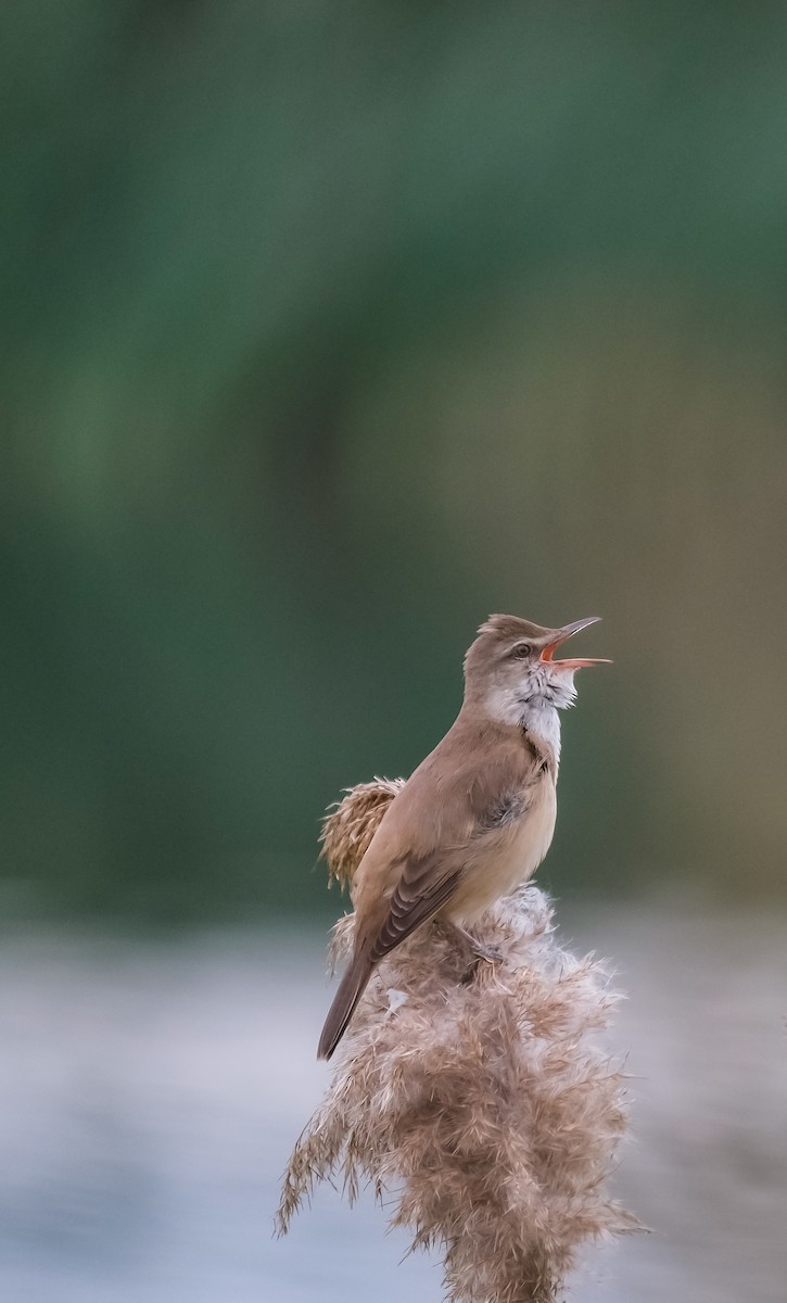 Great Reed Warbler - ML618724573