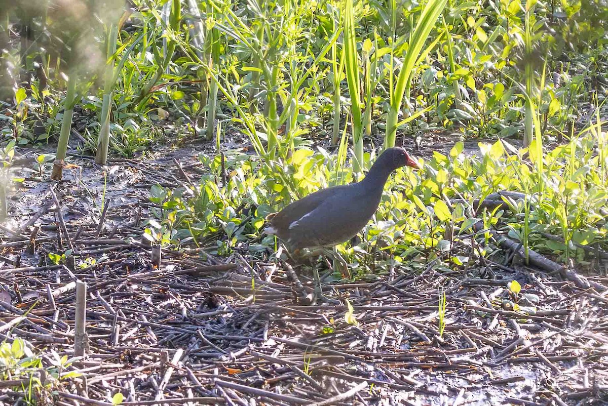 Gallinule d'Amérique - ML618724574