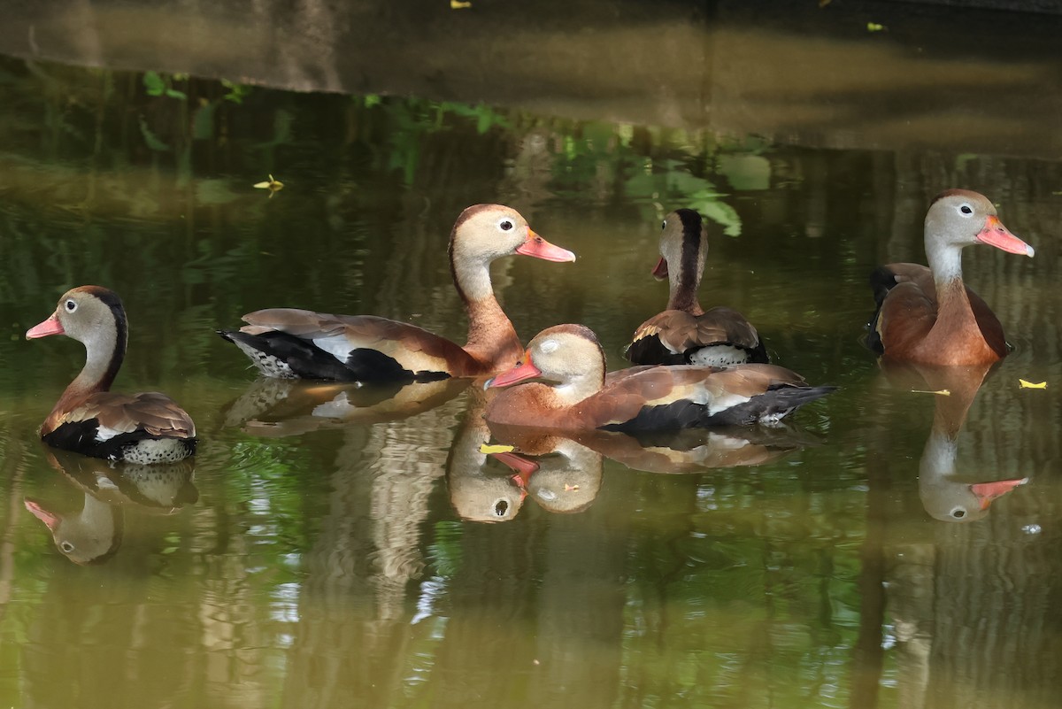 Dendrocygne à ventre noir - ML618724605