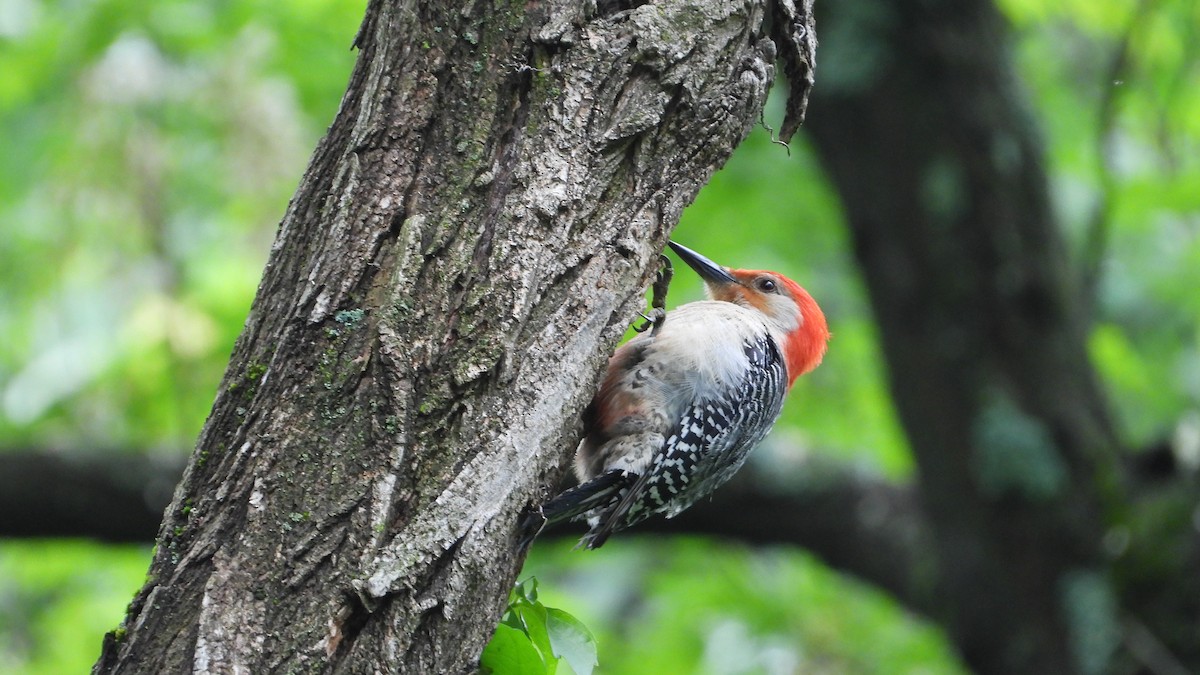 Red-bellied Woodpecker - Andy Buchsbaum