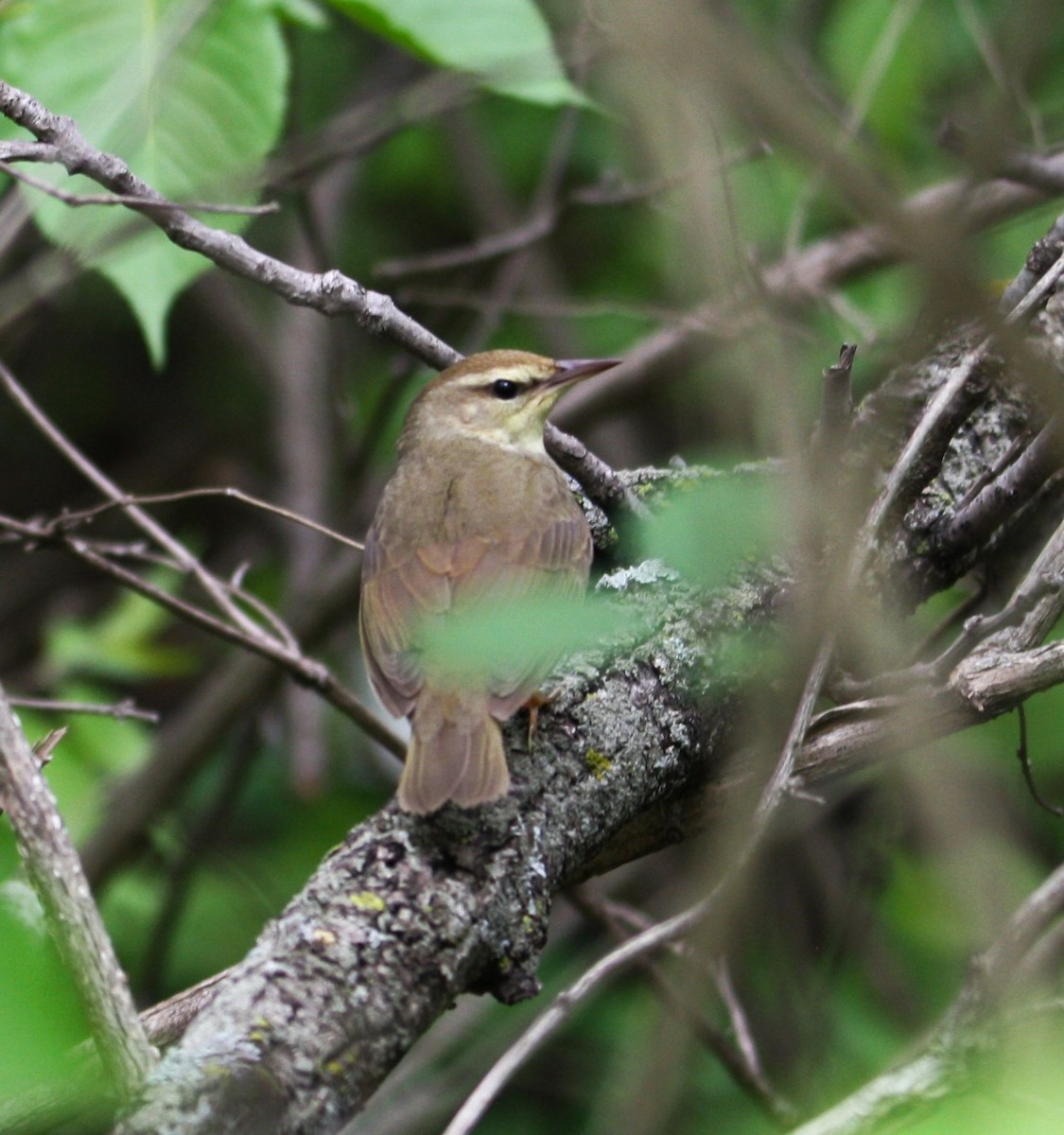 Swainson's Warbler - ML618724612