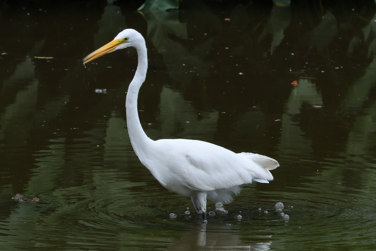 Great Egret - ML618724618