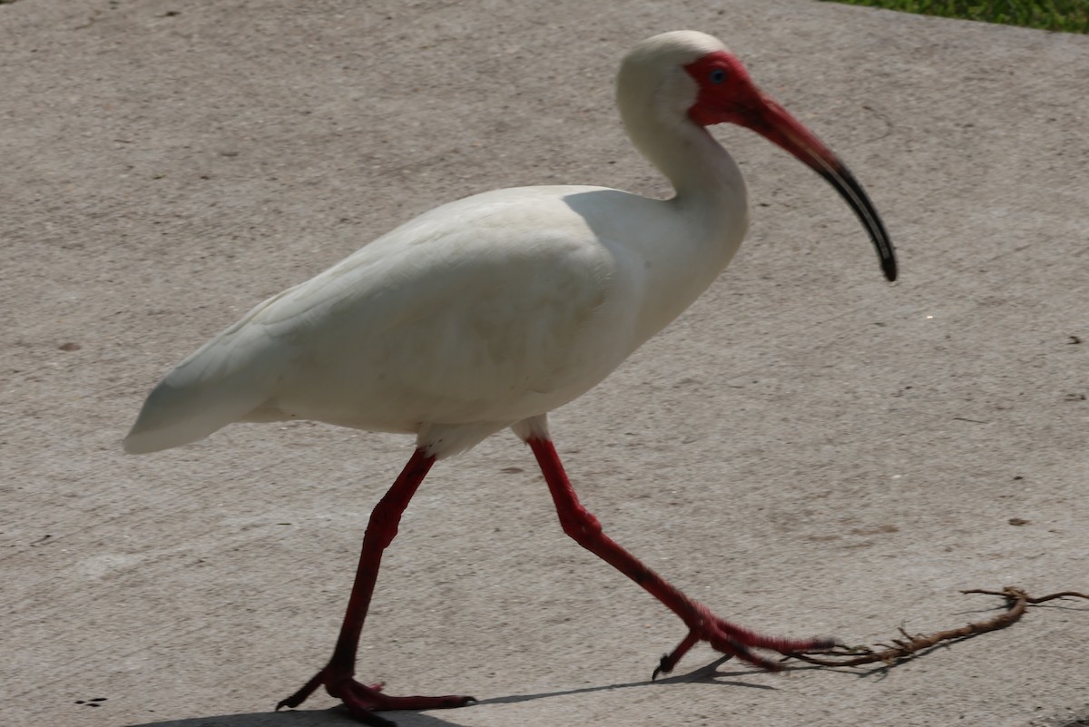 ibis bílý - ML618724621