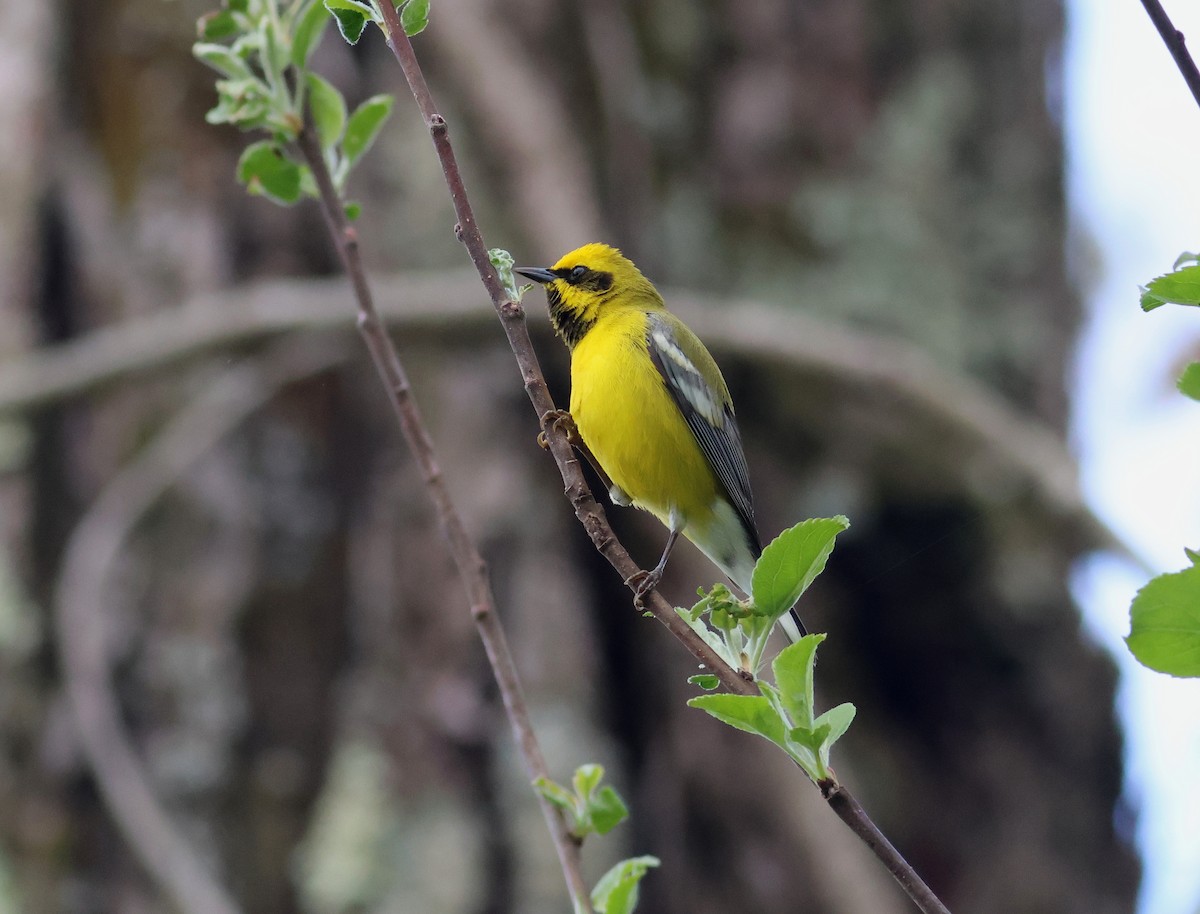 Lawrence's Warbler (hybrid) - James P. Smith