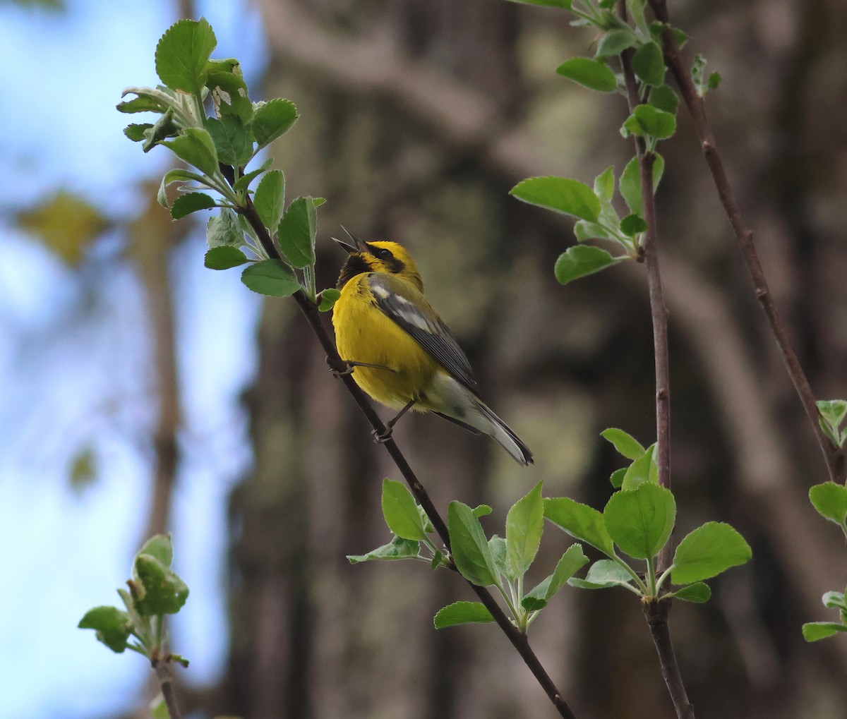 Lawrence's Warbler (hybrid) - James P. Smith