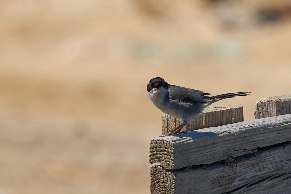 Sardinian Warbler - ML618724690