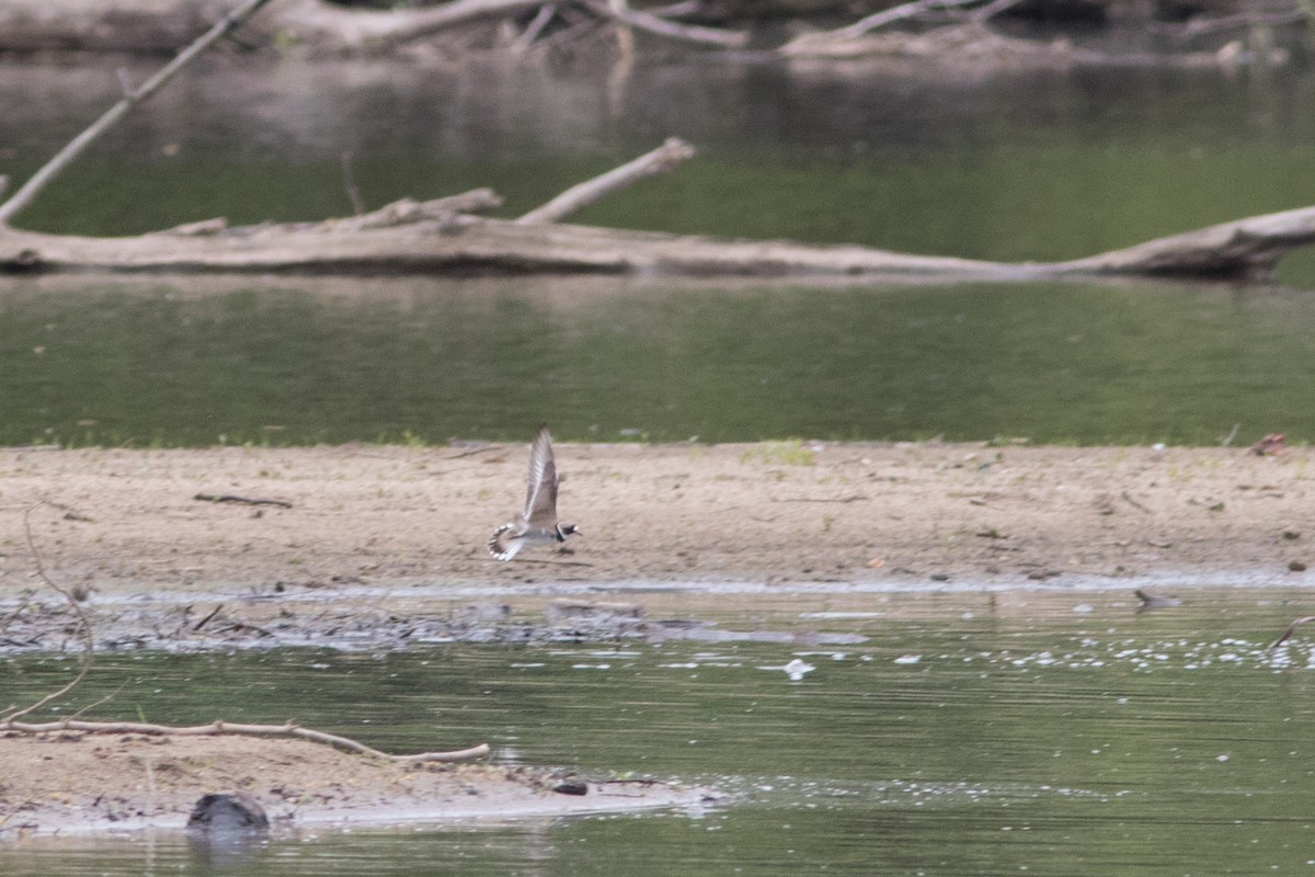 Semipalmated Plover - Sam Stuart