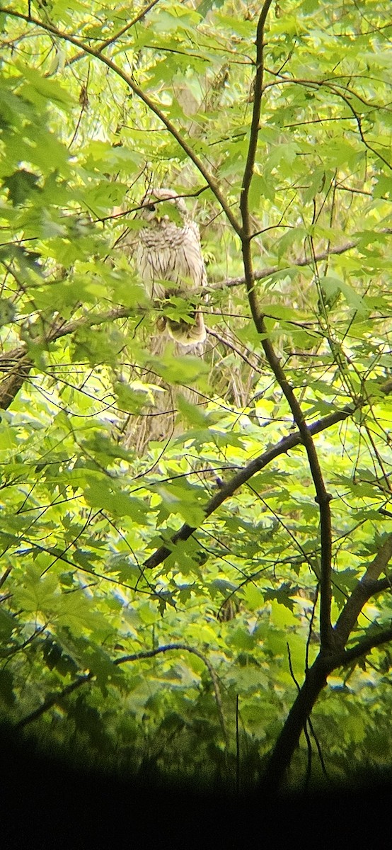 Barred Owl - ML618724815