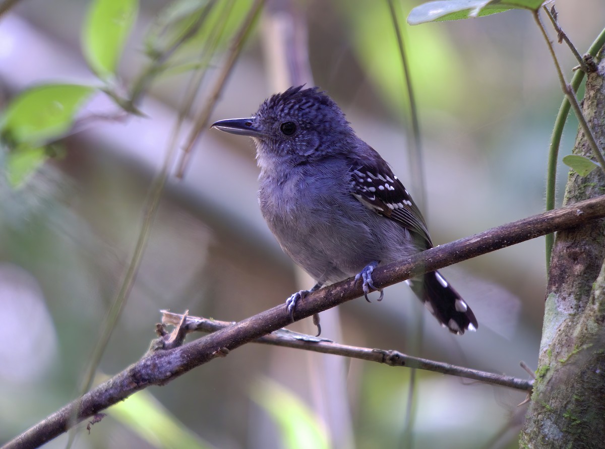 Black-crowned Antshrike - ML618724830