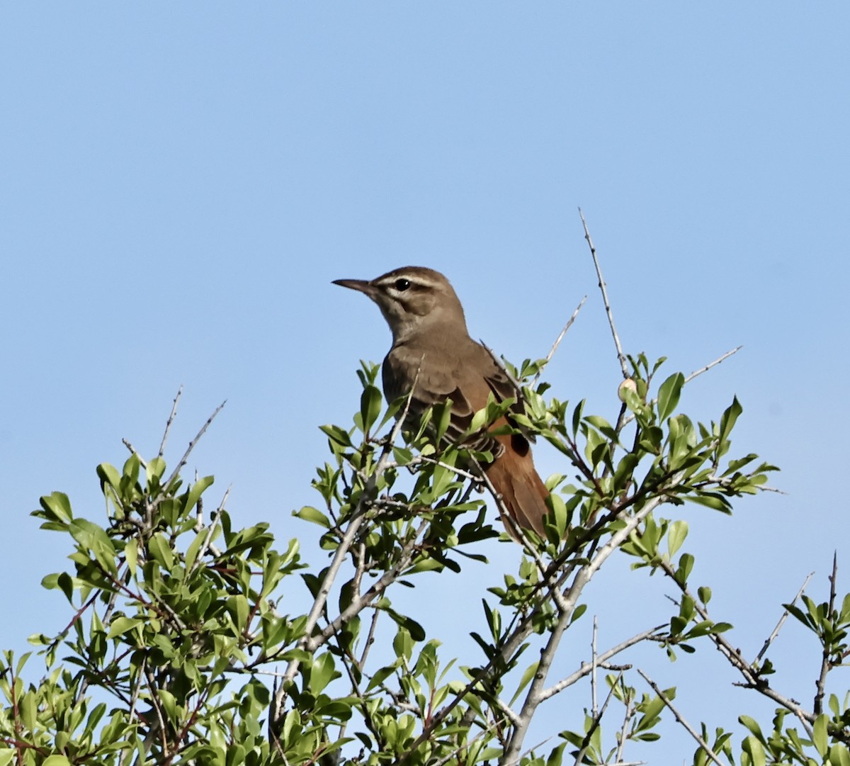 Rufous-tailed Scrub-Robin - ML618724836