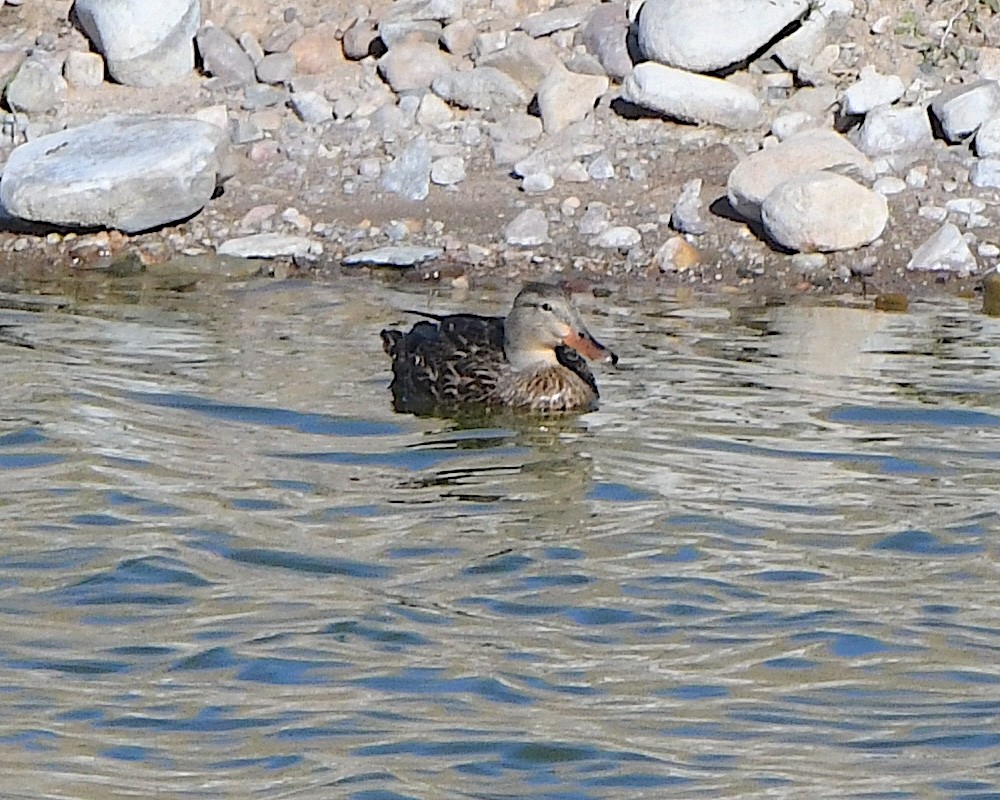 Mexican Duck - ML618724842