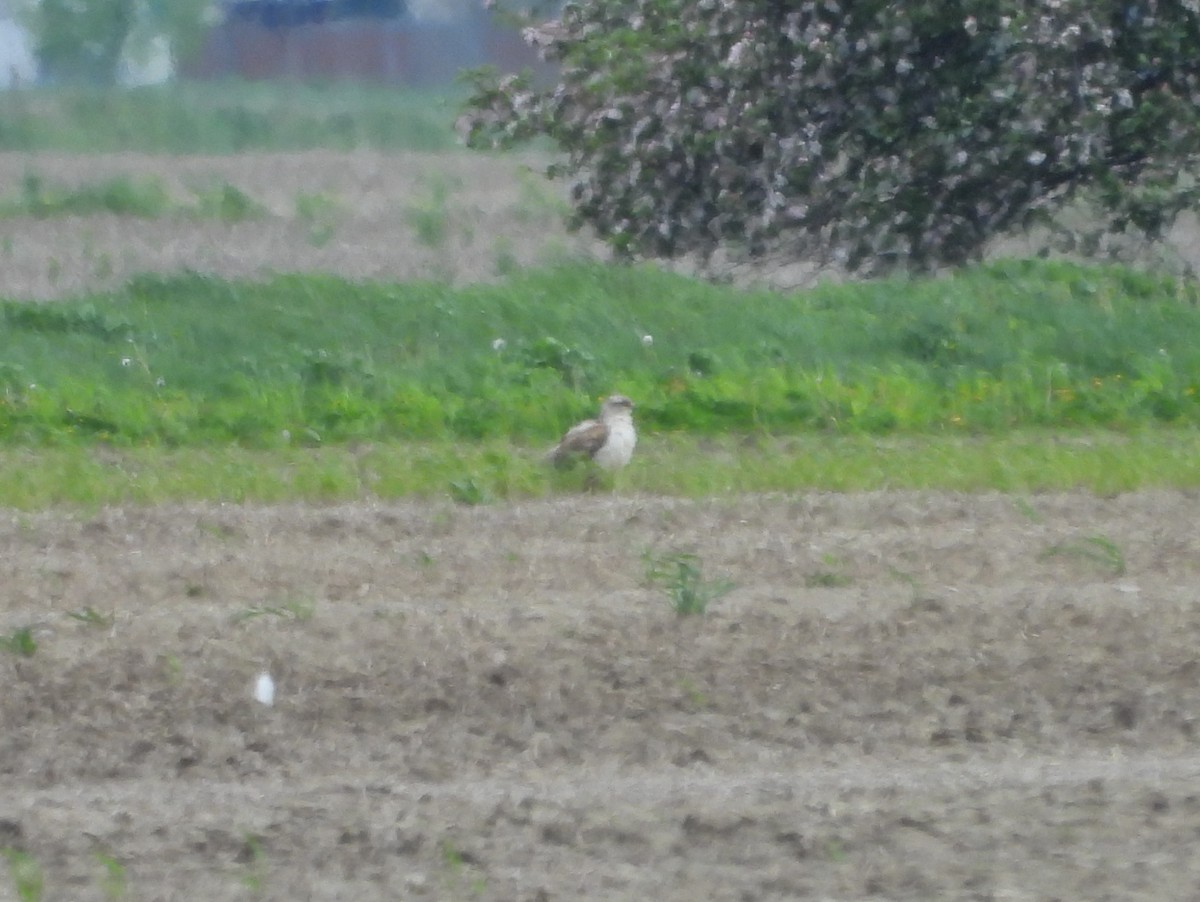 Ferruginous Hawk - Kevin Seymour