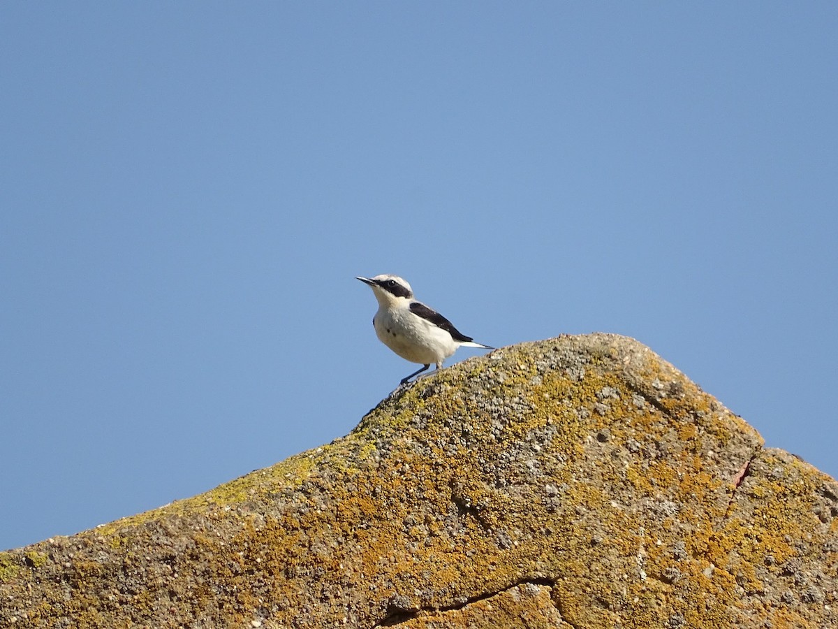 Northern Wheatear - Jesús Ruyman Gómez Nieto